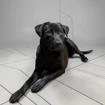 An adult medium-sized male Retriever dog named Abraham for adoption in Cumberland, MD