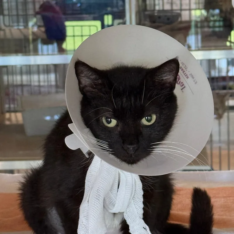 A young medium-sized female Black Domestic Short Hair cat named Danielle for adoption in Leander, TX