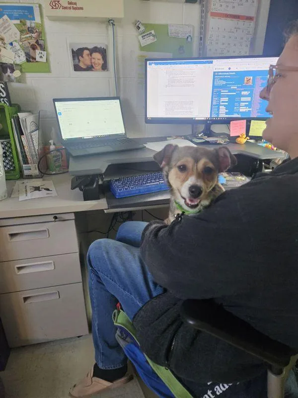 A young small-sized female Yorkshire Terrier dog named Emi for adoption in Roanoke, VA