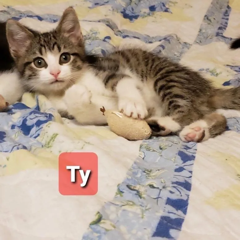 A baby small-sized male Brown / Chocolate Domestic Short Hair cat named Ty for adoption in Carmel, IN