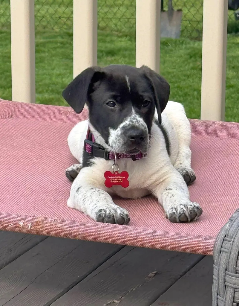 A baby medium-sized female Black Pointer dog named Dixie for adoption in Salamanca, NY