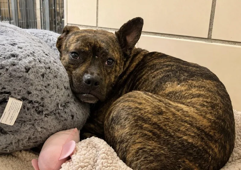 A young medium-sized male Brindle Boston Terrier dog named Kai for adoption in Kansas City, KS