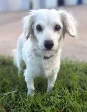 An adult small-sized female White / Cream Dachshund (Long Haired) dog named Paloma for adoption in Houston, TX