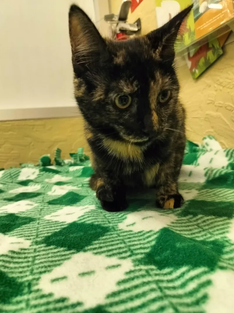 Torracat thumbnail 2