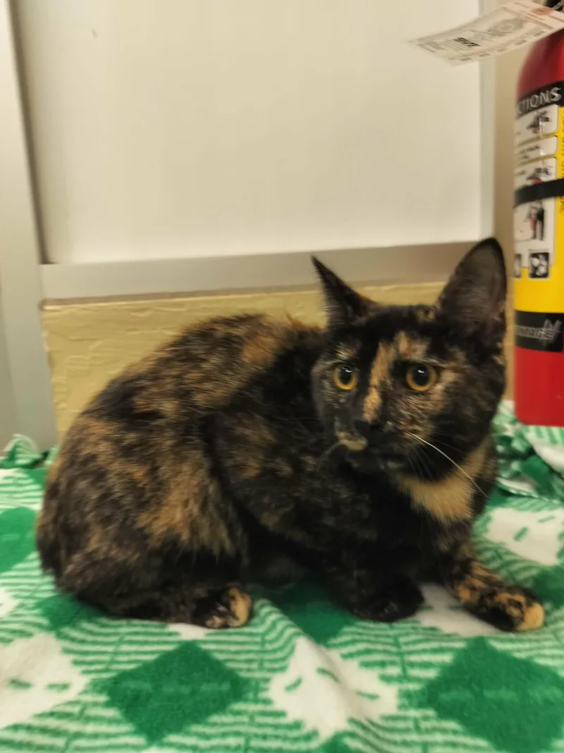 Torracat thumbnail 4