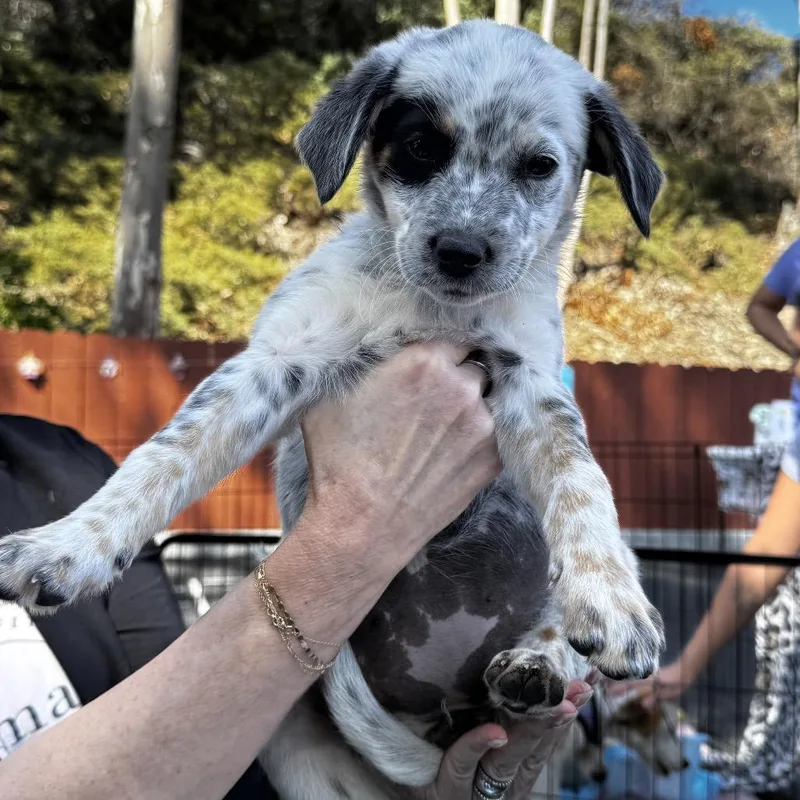 A baby medium-sized female White / Cream Cattle Dog dog named Primrose for adoption in Escondido, CA