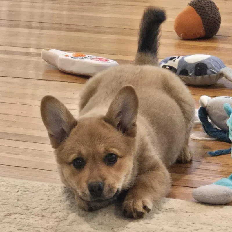 A baby small-sized female Cardigan Welsh Corgi dog named Eevee for adoption in Crystal, MN