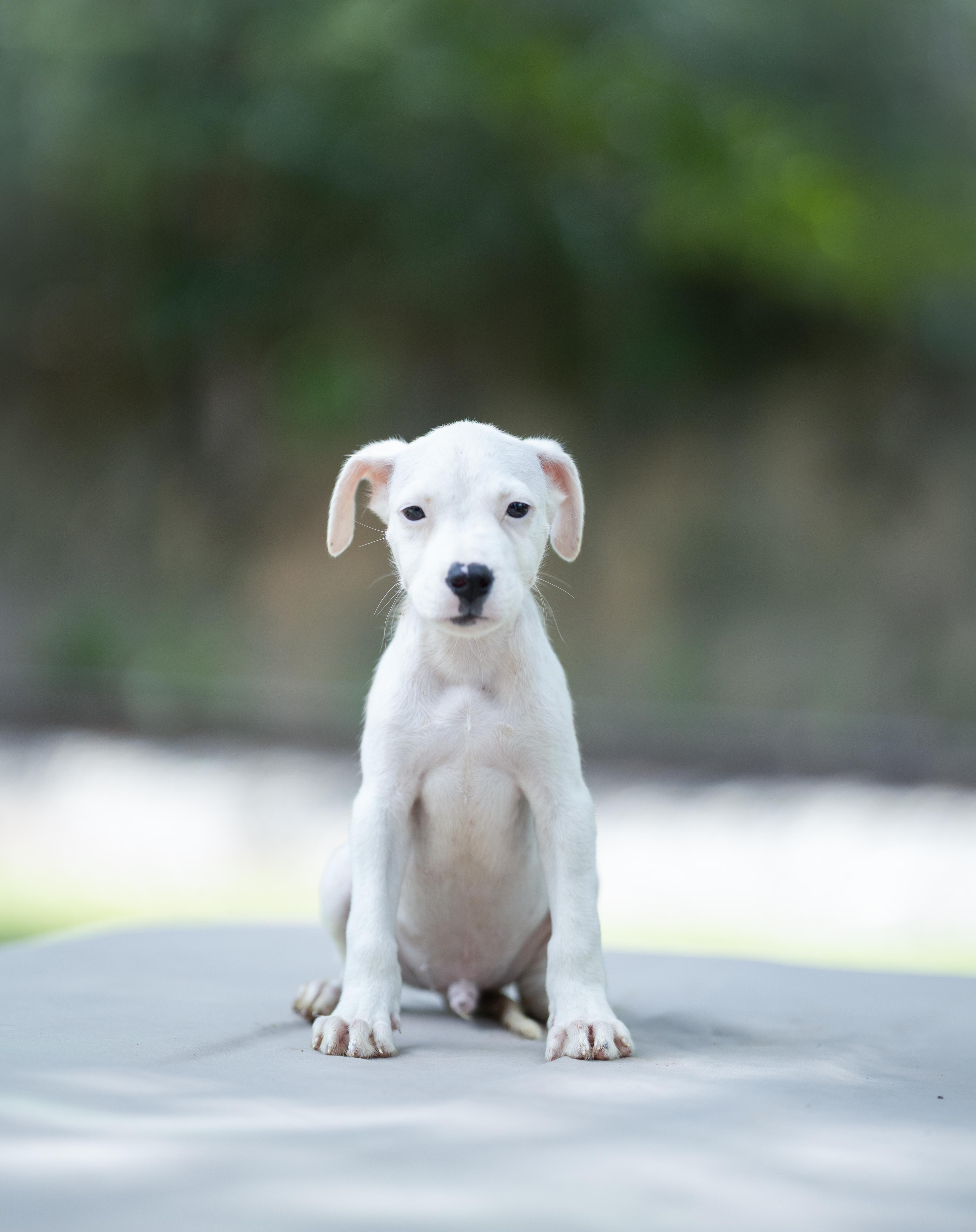 A baby medium-sized male Dalmatian dog named Slinky for adoption in Lucedale, MS