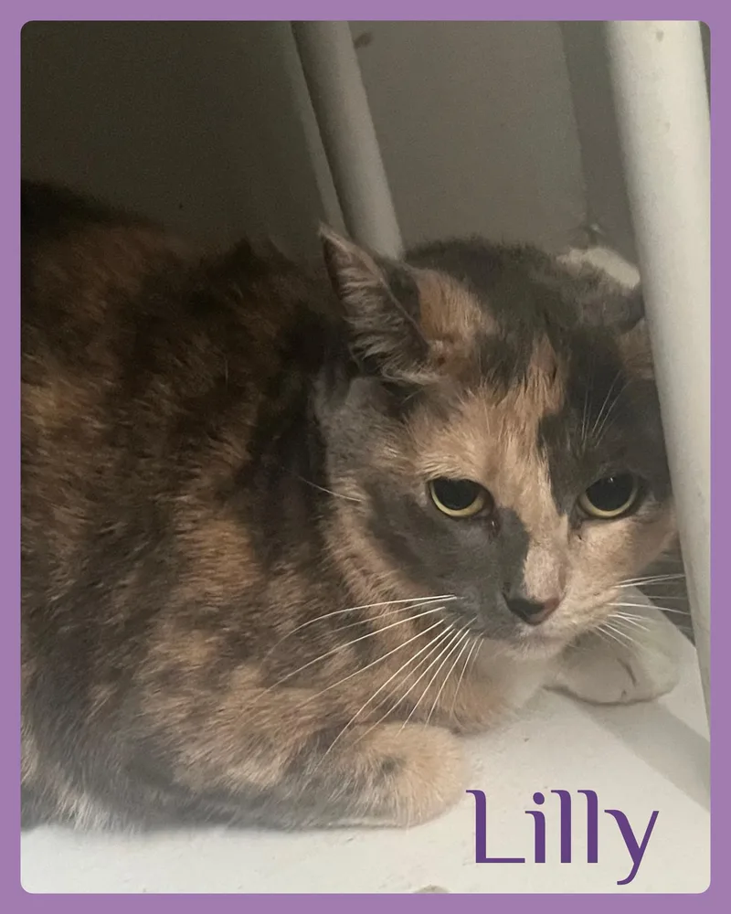 Lilly