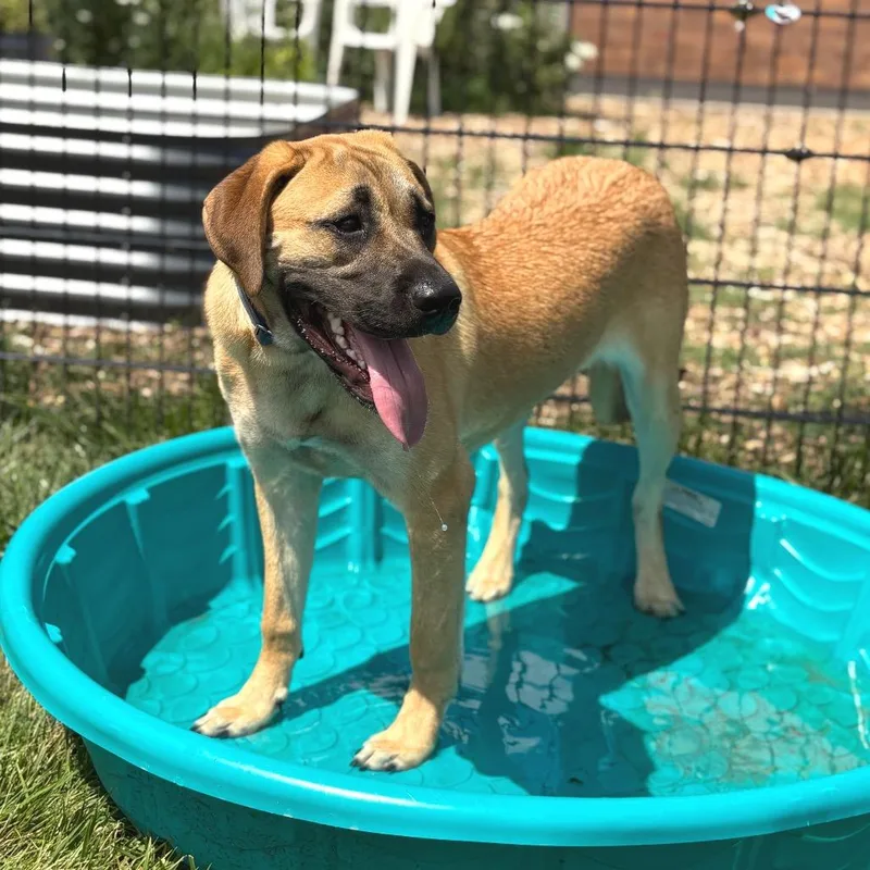 A young large-sized female Apricot / Beige Mastiff dog named Beatrice for adoption in Wheeling, IL