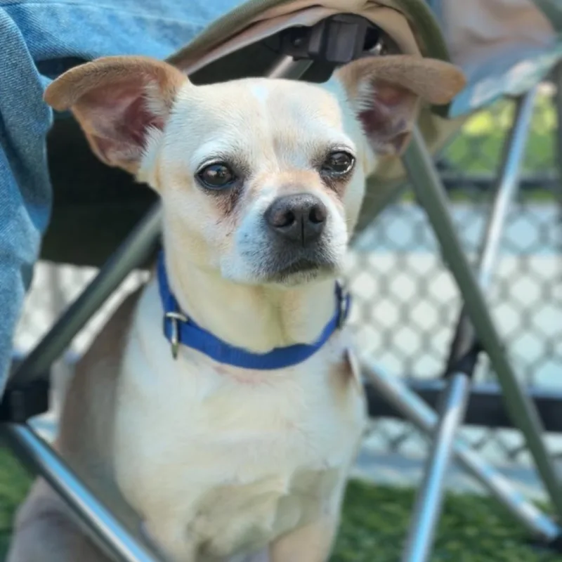 Toby A thumbnail 2