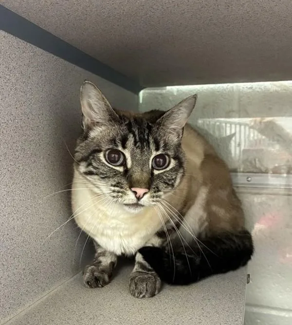 An adult medium-sized male Domestic Short Hair cat named Jenkins for adoption in Salt Lake City, UT