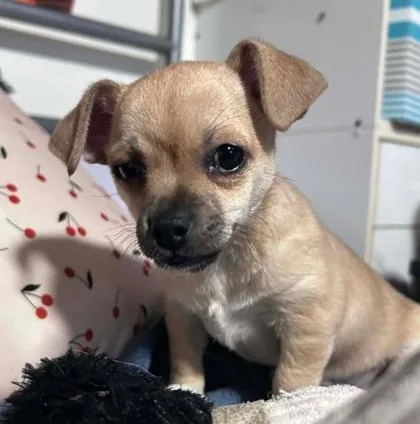 A baby small-sized female Chihuahua dog named Diana for adoption in Pendleton, OR