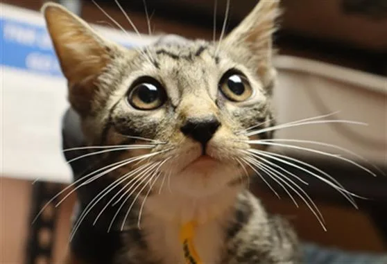 A baby small-sized female Domestic Short Hair cat named Daisy for adoption in Columbia, SC
