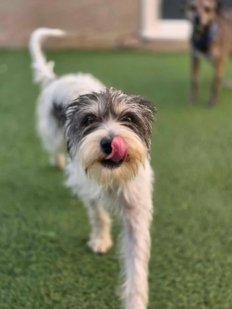 A young small-sized female Gray / Blue / Silver Tibetan Terrier dog named KIT Keep in for adoption in Phoenix, AZ