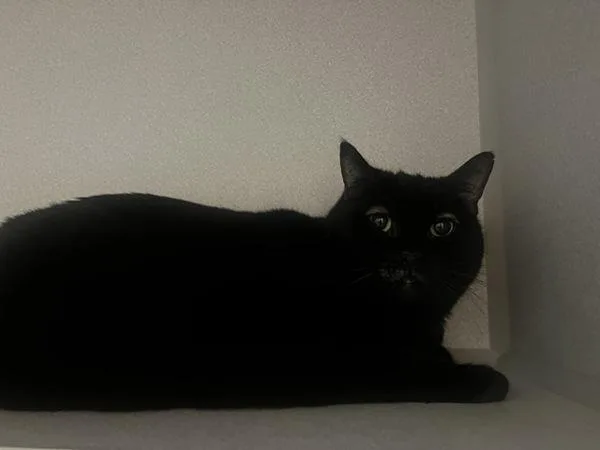 A senior small-sized female Domestic Short Hair cat named Minnie for adoption in Stratham, NH