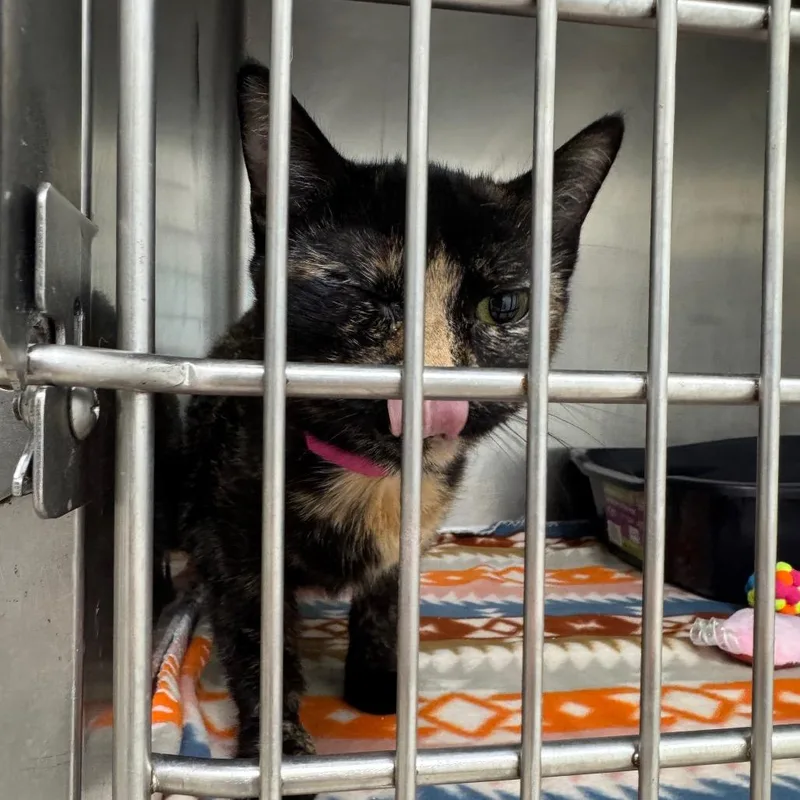 An adult medium-sized female Tortoiseshell Domestic Short Hair cat named Doodle for adoption in Pekin, IL