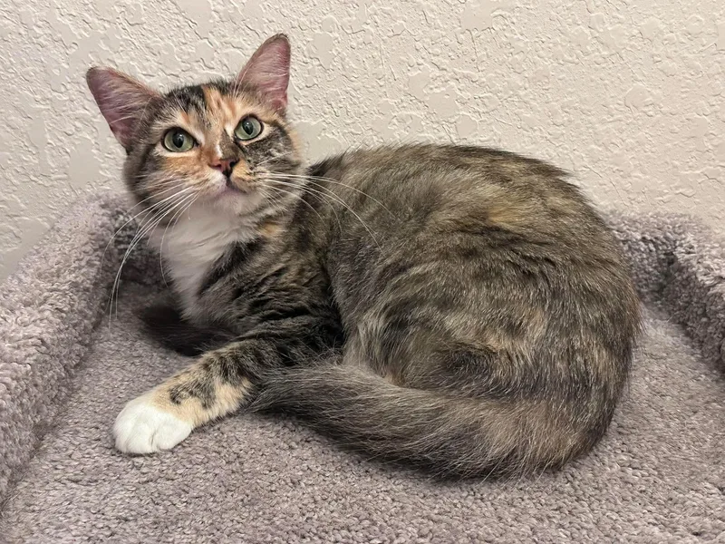 Penelope thumbnail 2