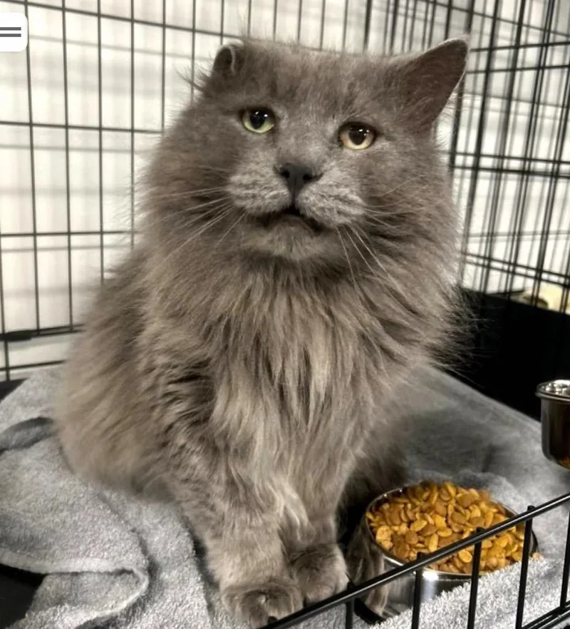 An adult medium-sized male Gray / Blue / Silver Domestic Long Hair cat named Smokey for adoption in Cortland, OH