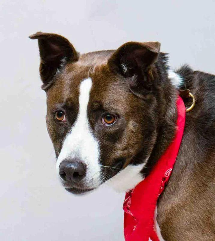 An adult large-sized female Brown / Chocolate Terrier dog named Kiki for adoption in Sanford, FL