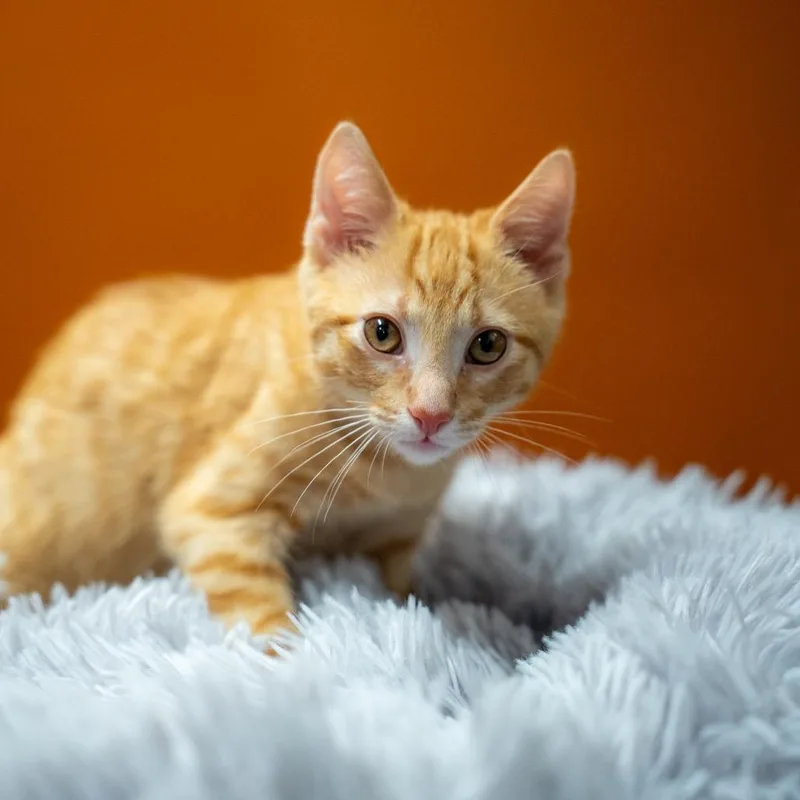 A baby small-sized male Orange / Red Domestic Short Hair cat named Colby Jack for adoption in Gainesville, GA