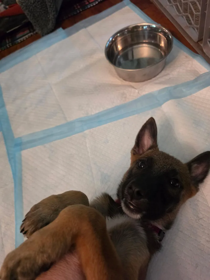 A baby small-sized female Belgian Shepherd / Malinois dog named Harper for adoption in Houston , TX