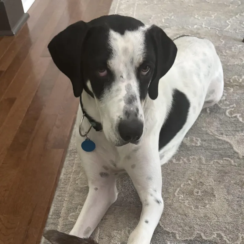 An adult large-sized female Black Hound dog named Sadie for adoption in Columbia, SC