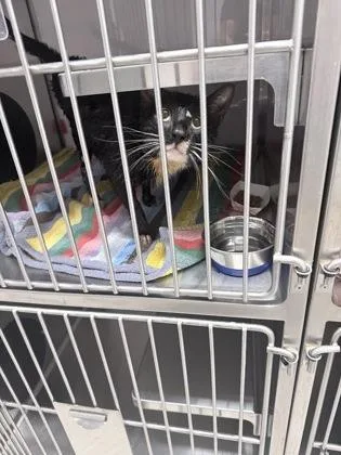 An adult small-sized male Domestic Short Hair cat named Mac for adoption in Gastonia, NC