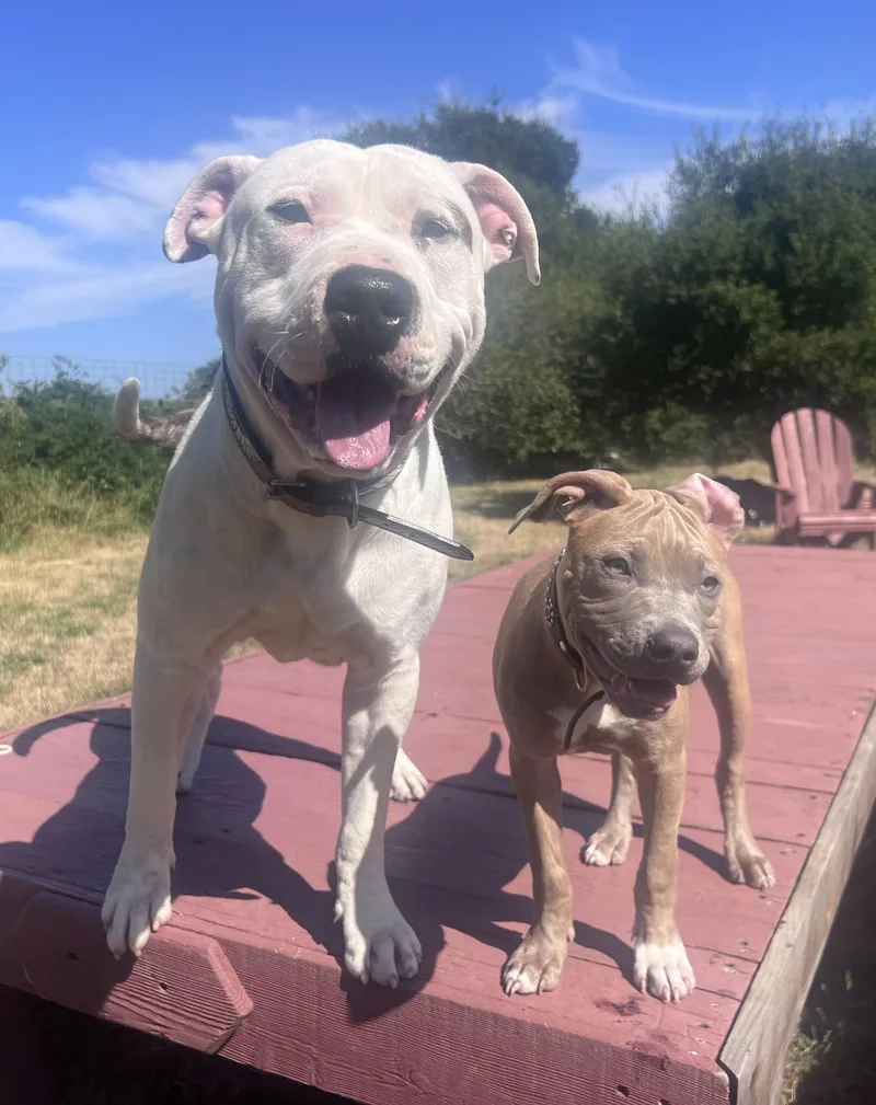 A baby large-sized female Brindle American Bully dog named Chica for adoption in Oakland, CA