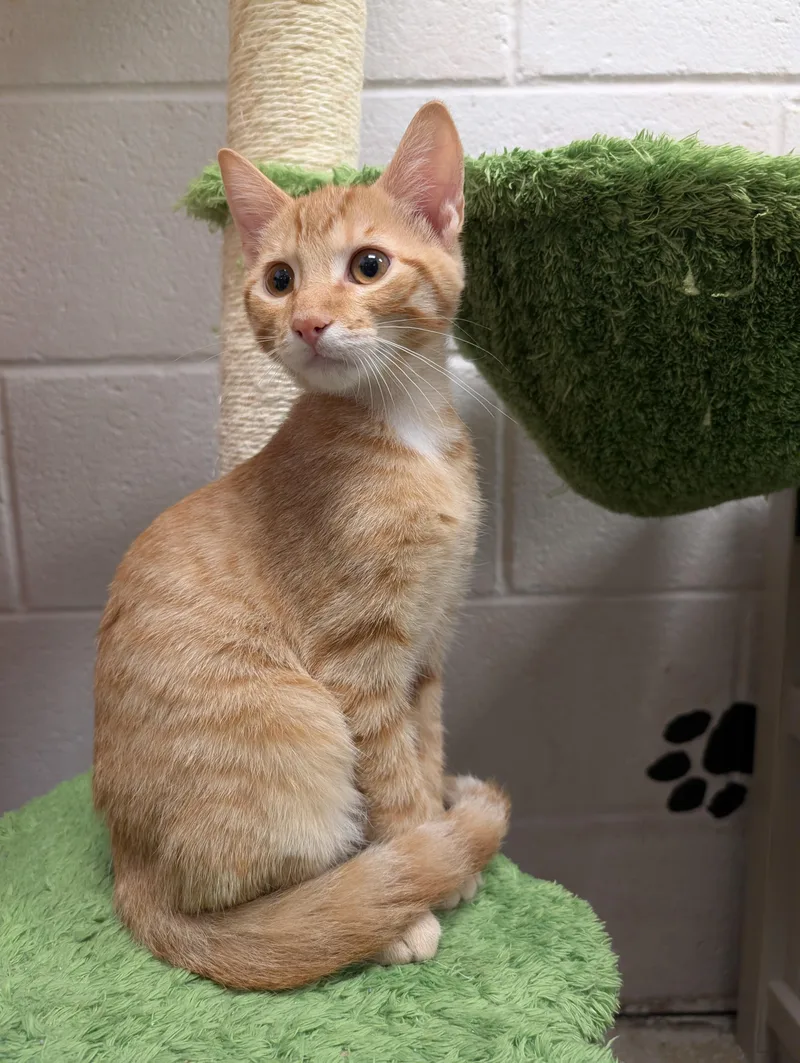 A baby medium-sized male Orange / Red Domestic Short Hair cat named Brunswick for adoption in Smithfield, NC