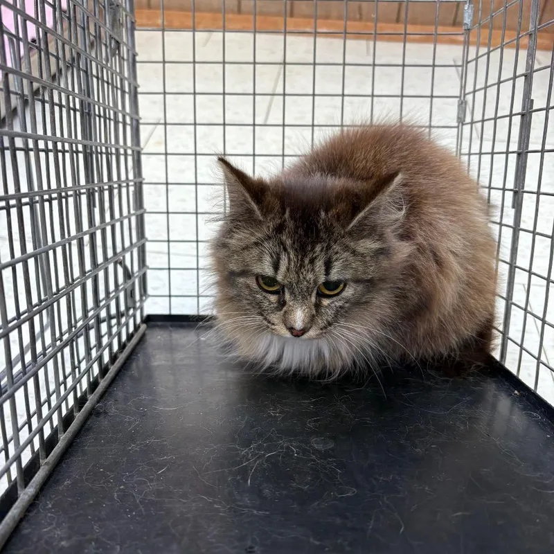 Fractious Raspberry Rave