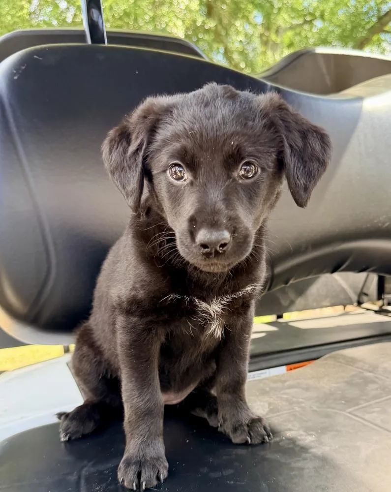 A baby large-sized female Black Goldendoodle dog named Courcelles Polly for adoption in Broomfield, CO