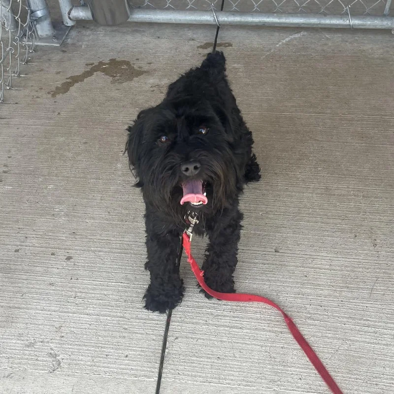 An adult small-sized male Black Miniature Schnauzer dog named Ab for adoption in Delaware, OH