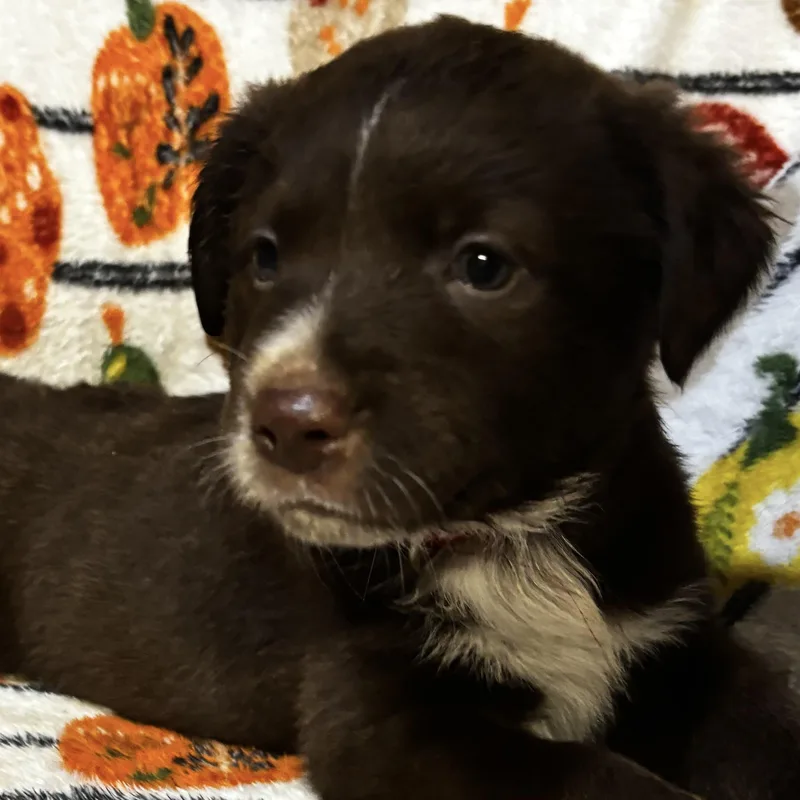 A baby medium-sized male Brown / Chocolate Labrador Retriever dog named Anthony for adoption in Liverpool, TX