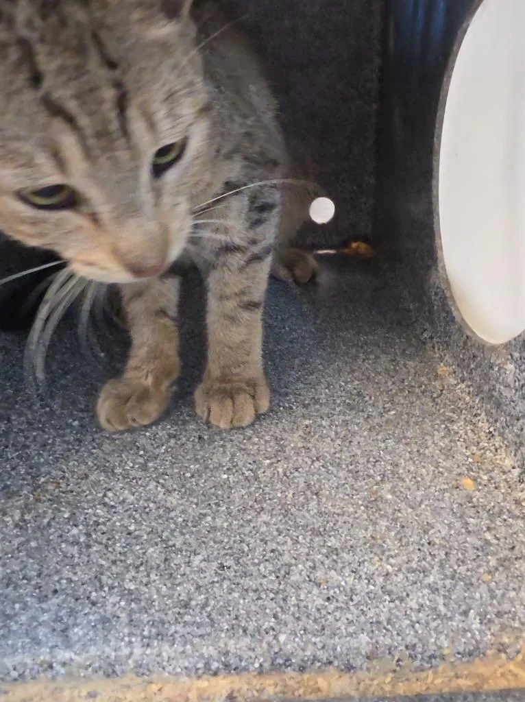 Federal Biscuit Inspector