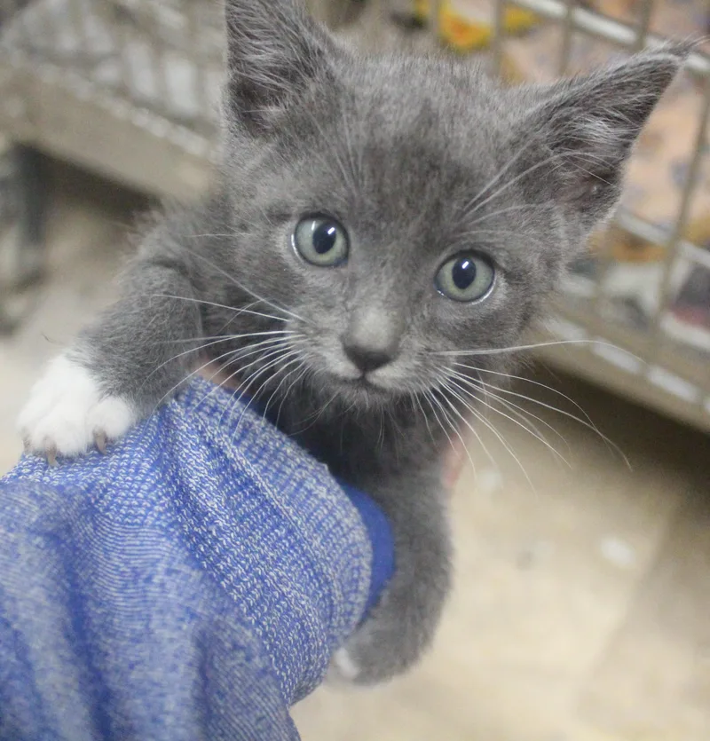 A young medium-sized female Gray / Blue / Silver American Shorthair cat named Ocean for adoption in Wasco, CA