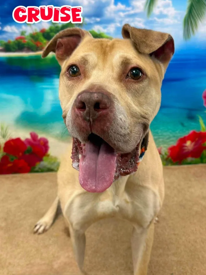 A senior large-sized male Yellow / Tan / Blond / Fawn Mixed Breed dog named Cruise for adoption in Flint, MI