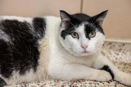 An adult small-sized male Domestic Short Hair cat named Bob for adoption in Golden Valley, MN