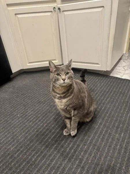 An adult medium-sized male Domestic Short Hair cat named Mochi for adoption in Escondido, CA
