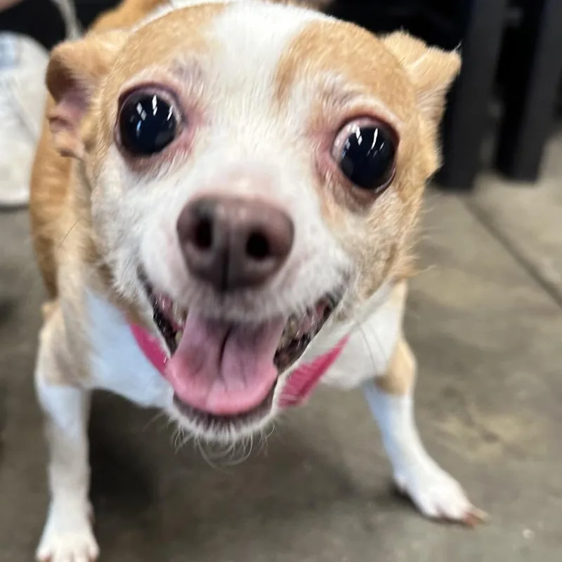 A senior small-sized female Yellow / Tan / Blond / Fawn Chihuahua dog named Lucy for adoption in Tampa, FL