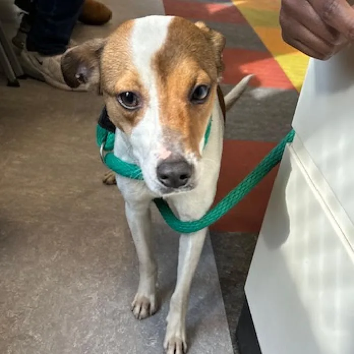 An adult medium-sized male White / Cream Mixed Breed dog named Sir Hugs for adoption in Philadelphia, PA