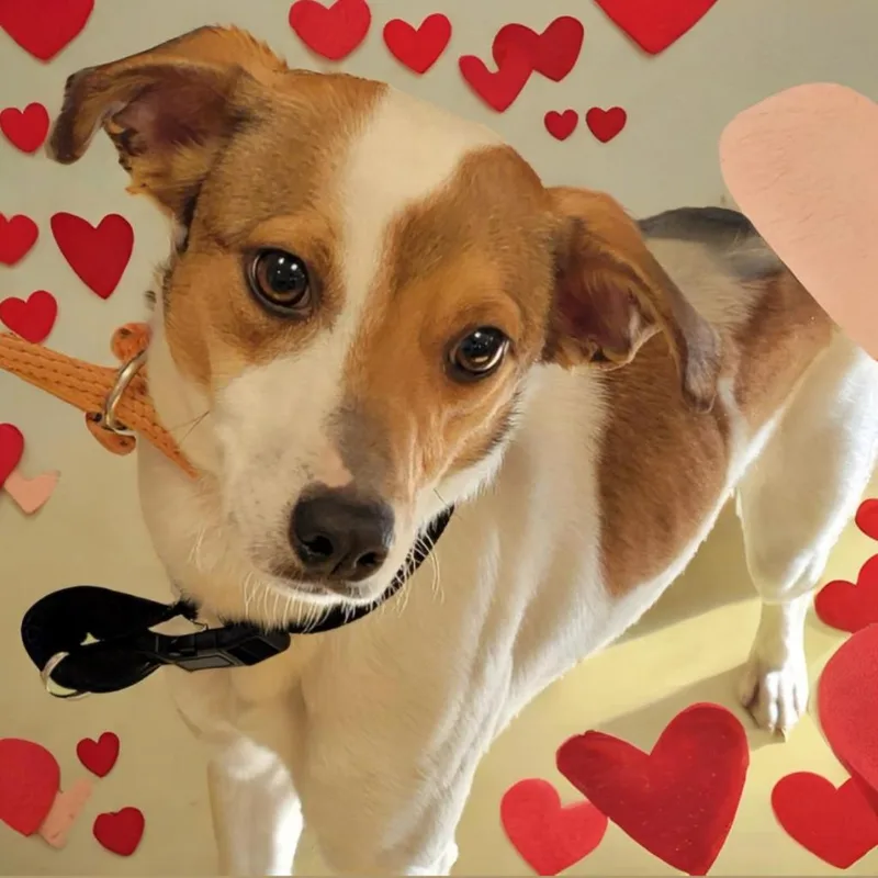 Sir Hugs thumbnail 4