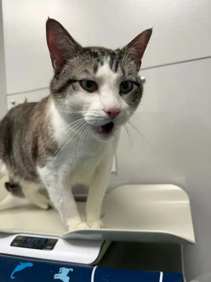 A senior large-sized male Domestic Short Hair cat named Neil Patrick Harris for adoption in Sevierville, TN