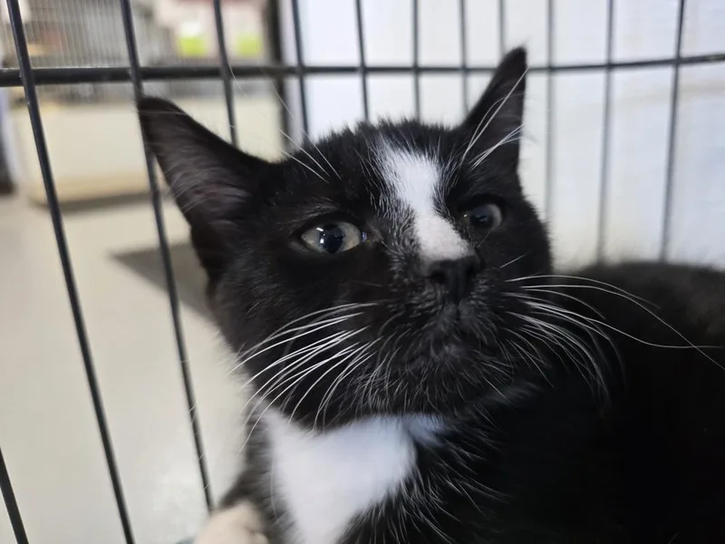 A baby small-sized male Black & White / Tuxedo Domestic Short Hair cat named Duffy for adoption in Southbury, CT
