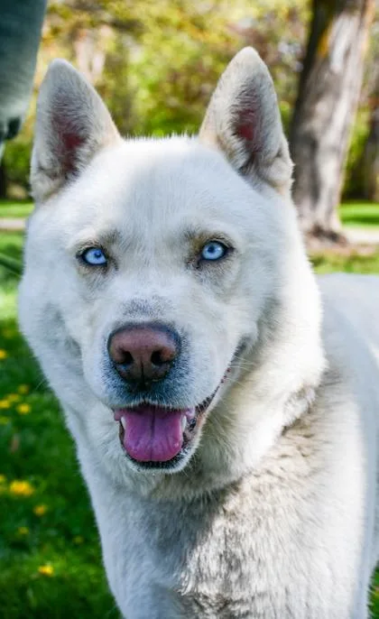 An adult medium-sized male Siberian Husky dog named Polar for adoption in Yakima, WA
