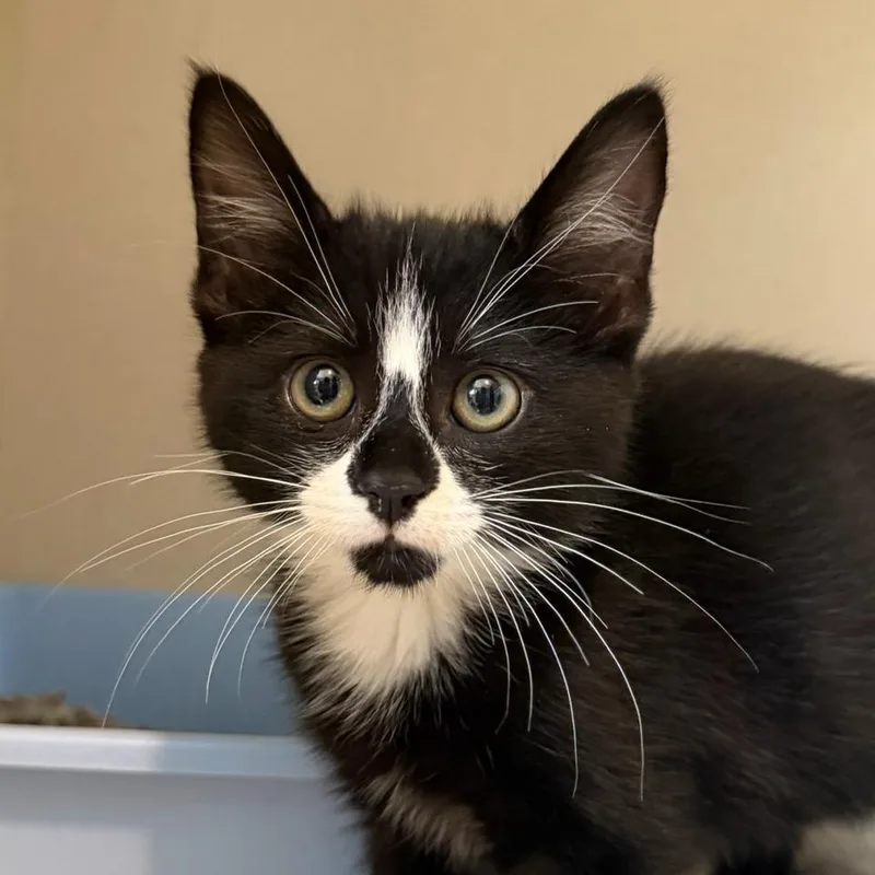 A baby small-sized male Black Domestic Medium Hair cat named Star for adoption in Calverton, NY