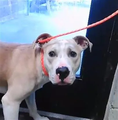 A young medium-sized male Pit Bull Terrier dog named Solomon for adoption in Tulsa, OK