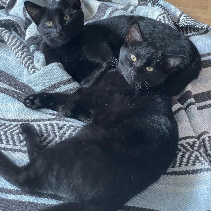 A young medium-sized male Black Domestic Short Hair cat named Ash & Tommy for adoption in Orange, CA