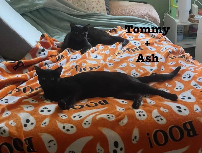 Ash & Tommy thumbnail 2