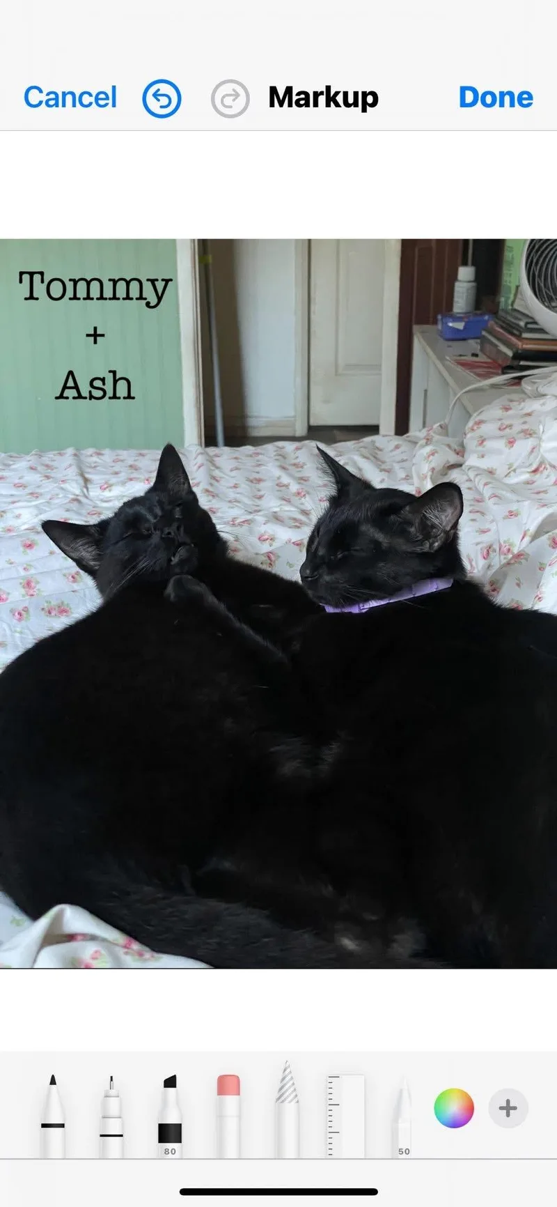 Ash & Tommy thumbnail 3